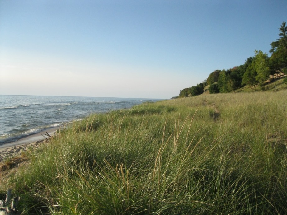 a dune scape.jpg