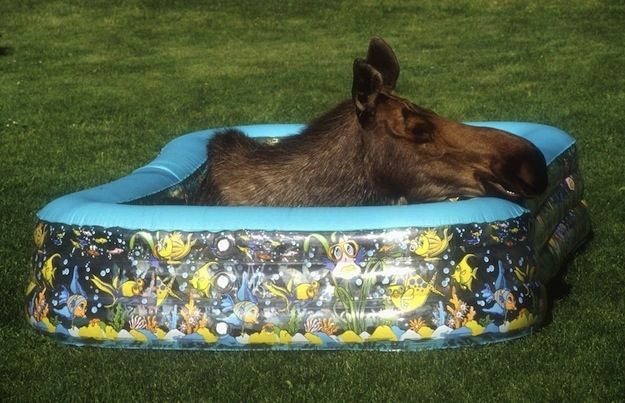 Moose in pool.jpg