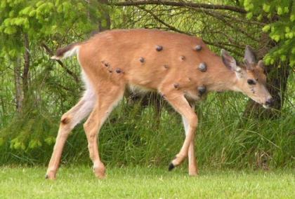 deer_papillomas.jpg