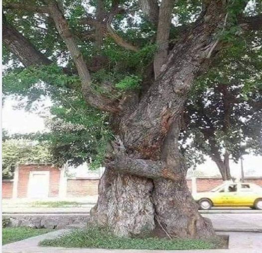 Tree Hugger.jpg