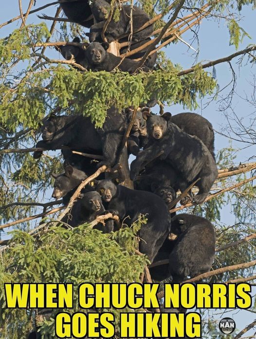 chuckin bears.jpg