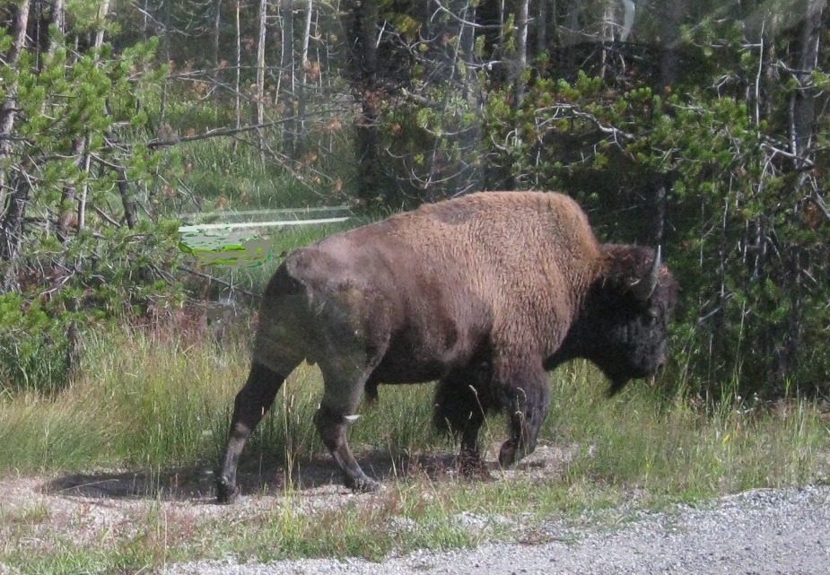 Yellowstone Buffalo.jpg