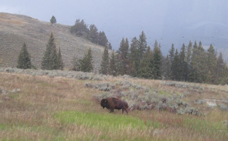 morning bison.JPG