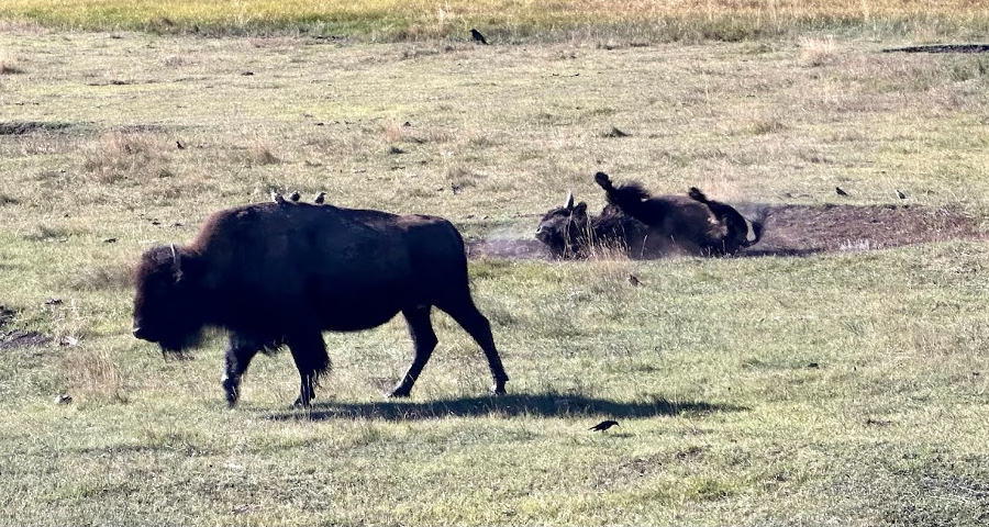 bison wallow.jpg