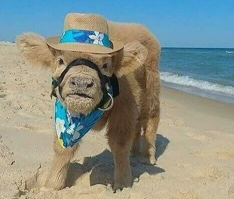 beach cow.jpg