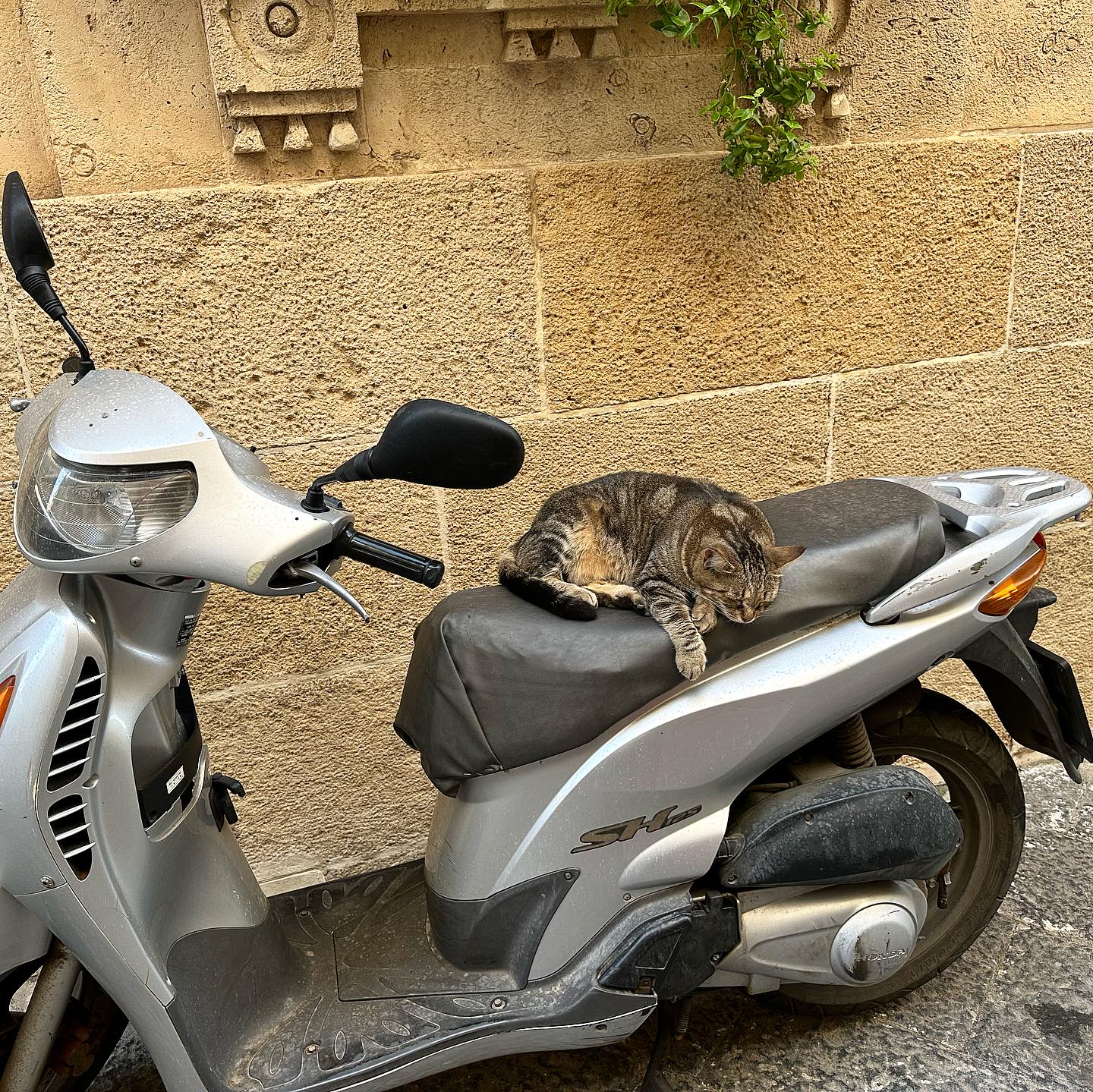biker cat.jpg