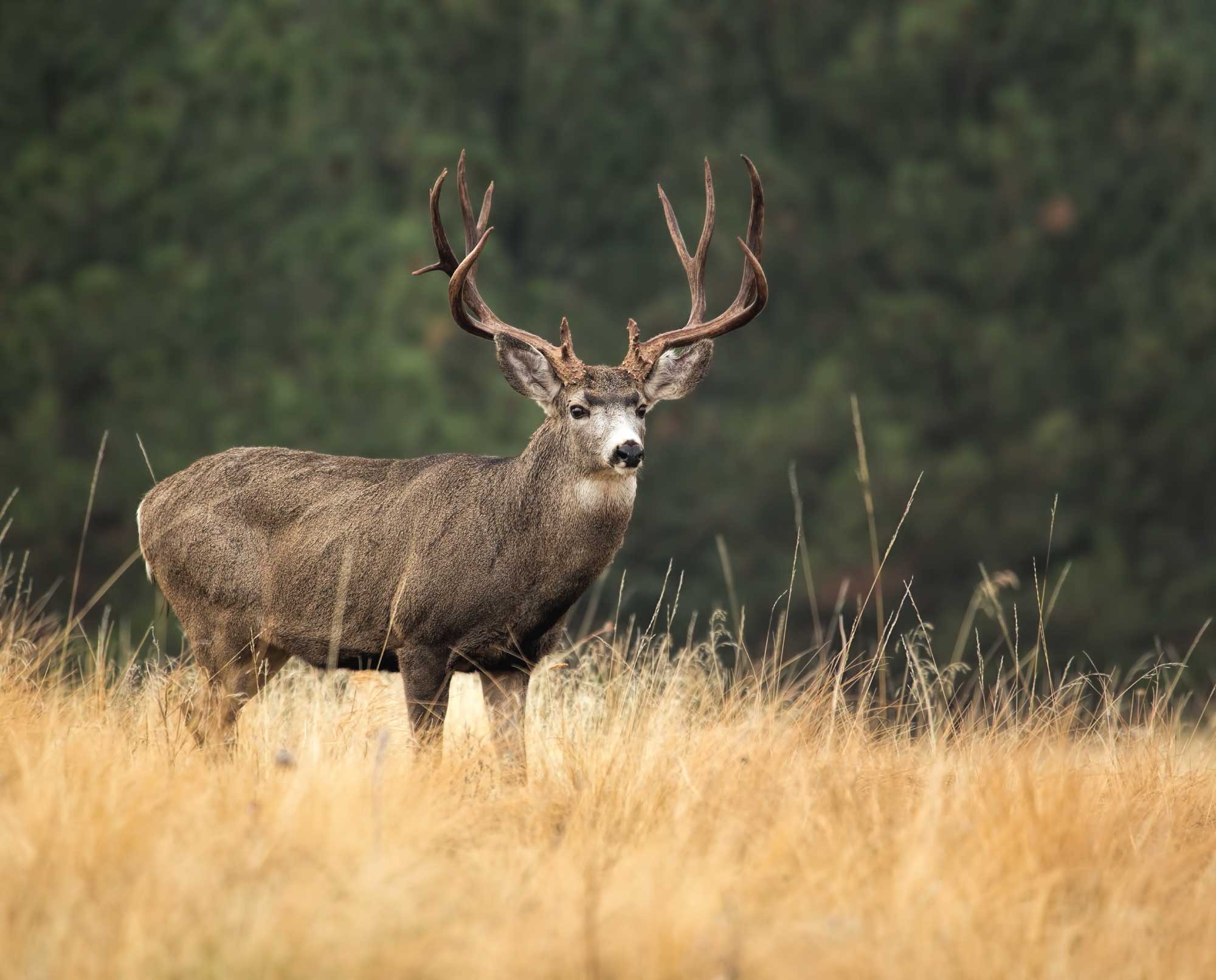 Mule-Deer-Facts-An-Overview-of-the-Odocoileus-hemionus.jpg