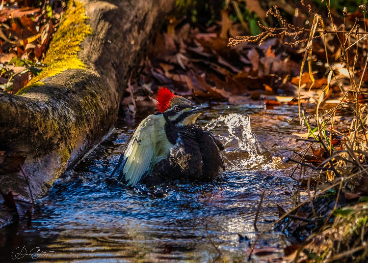 db-bird bath.jpg