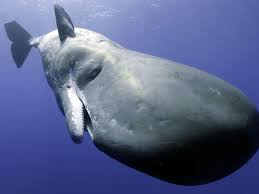 Sperm Whale.jpg