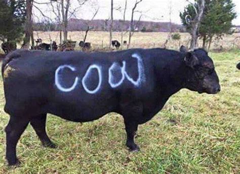 COW.jpg