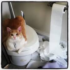 Cat Toilet Paper.jpg